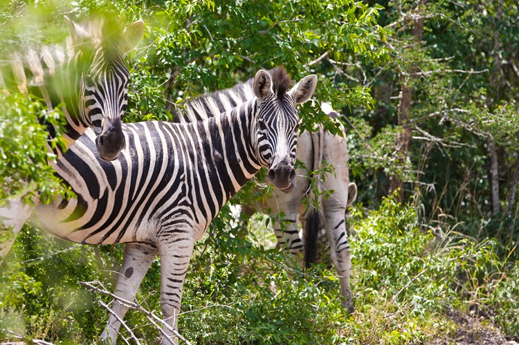 Zebra's in Hluhluwe-Imfolozi National Park, Zuid-Afrika
